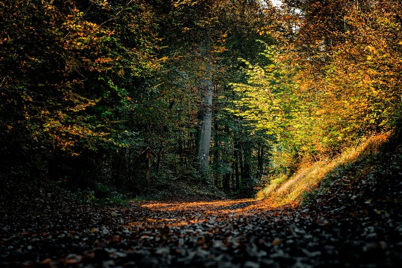 Earthy Colors