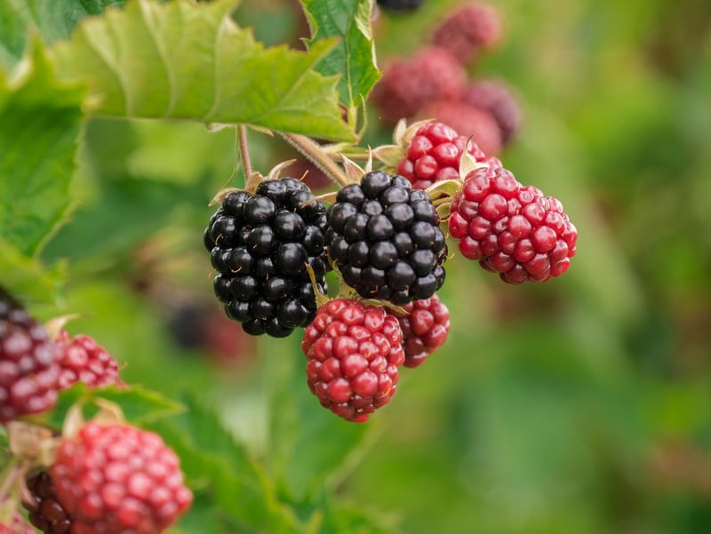 Berrylicious Salad