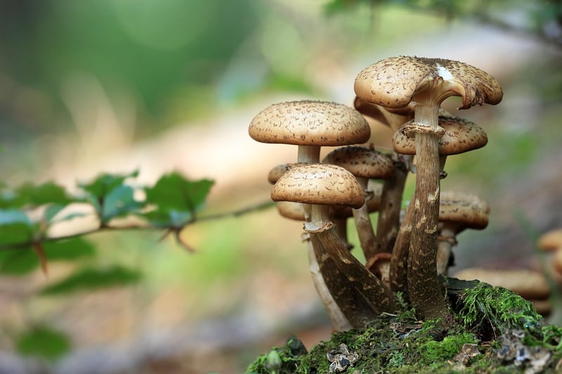 Wild Mushrooms